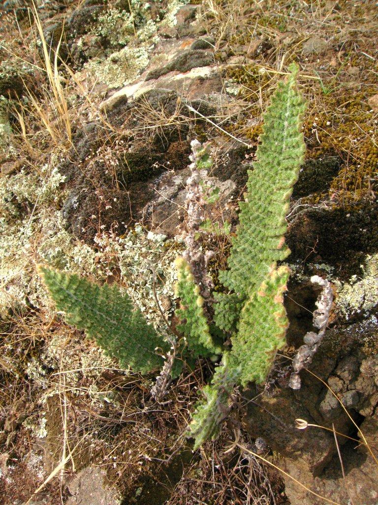 Cosentinia vellea / Felcetta catanese